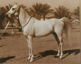 <b>Description: </b>Sid Abouhom (El Deree x Layla) 1936 Dahman  Shahwan<br/>