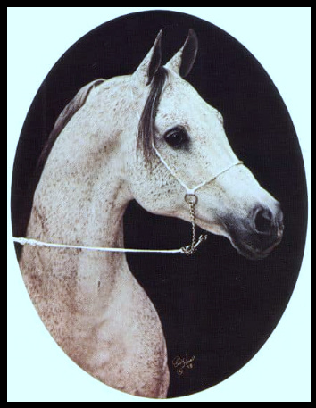 ZAGHLOUL    Gassir x Gharbawia by Hamdan