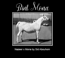 <b>Description: </b>BINT MONA  Nazeer x Mona by Sid Abouhom<br/>