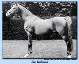 <b>Description: </b>Ibn Yashmak (Feysoul x Yashmak) 1902 Kuhaylan Ajuz Jellabi<br/>