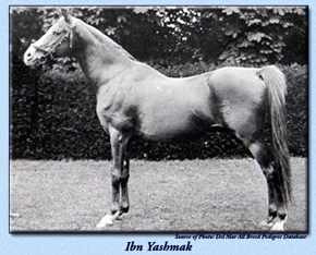 Ibn Yashmak (Feysoul x Yashmak) 1902 Kuhaylan Ajuz Jellabi