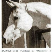 BAAROUF   Aldebar x Maaroufa