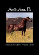 <b>Description: </b>ANSATA AMON RA  Ansata Ibn Sudan x Ansata Delilah by Ansata Shah Zaman<br/>