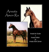 <b>Description: </b>ANSATA AMON RA  Ansata Ibn Sudan x Ansata Delilah by Ansata Shah Zaman<br/>