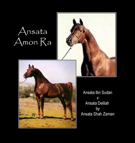 ANSATA AMON RA  Ansata Ibn Sudan x Ansata Delilah by Ansata Shah Zaman