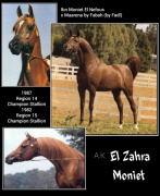 <b>Description: </b>AK EL ZAHRA MONIET  *Ibn Moniet El Nefous x Maarena by Fabah<br/>