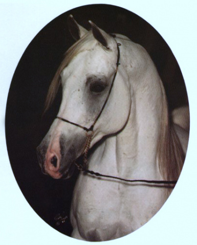 ZEYN IBN MORAFIC (*Morafic x Il Mandil by *Moftakhar)