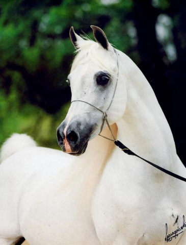 MAKHSOUS (*Sultann x *Nabda by Wahag)