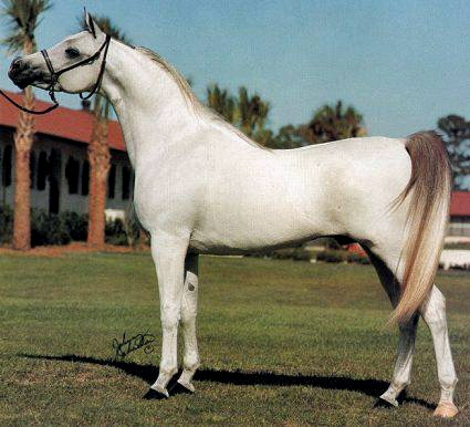 MAKHSOUS (*Sultann x *Nabda by Wahag)