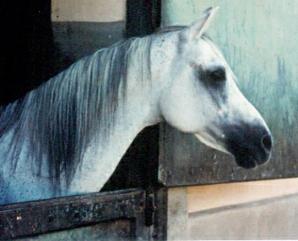 SID ABOUHOM  (El Deree x Layla by Ibn Rabdan)