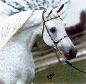 RASHIKA  (Anter/Antar x Abla by Nazeer)