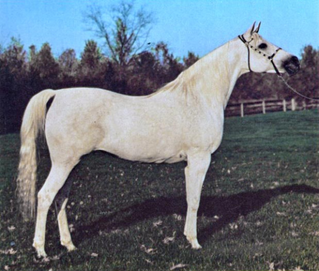 RASHIKA  (Anter/Antar x Abla by Nazeer)