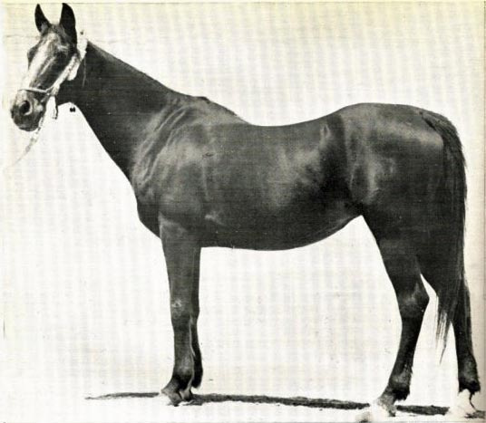 BINT RISSALA (Ibn Yashmak x Rissala by Mesaoud