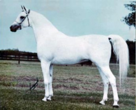 <b>Description: </b>ANSATA EL NASERI  (Ansata Ibn Sudan x *Ansata Bint Bukra by Nazeer)<br/><b>Copyright: </b>Jerry Sparagowski