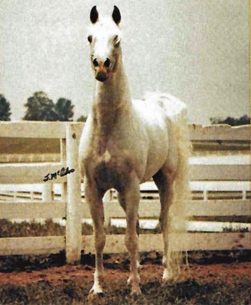 ANSATA EL NISR (*Ansata Ibn Halima x *Ansata Bint Zaafarana by Nazeer)