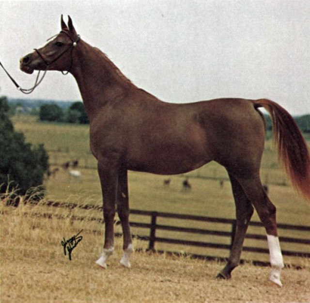 AK AAREEFAH (AN Monte Cristo x Bint Fada by Fa-Serr)