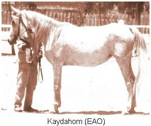 Kaydahom ( Azmi x Om El Saad) 1957 Kuhaylah Ajuzah Ibn Rodan