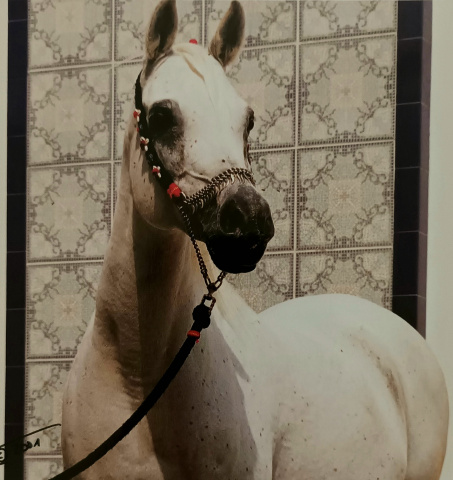 JKB Majida (Ansata Halim Shah x JKB Masouda) 1987 Dahmah Shahwaniyah