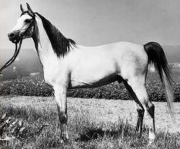 Madkour (Morafic x Maisa) 1964 Dahman Shahwan