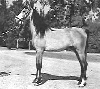 Madkour (Morafic x Maisa) 1964 Dahman Shahwan