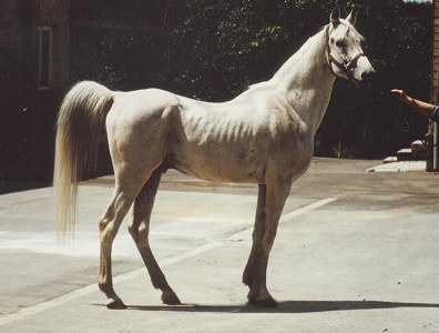 Madkour (Morafic x Maisa) 1964 Dahman Shahwan 