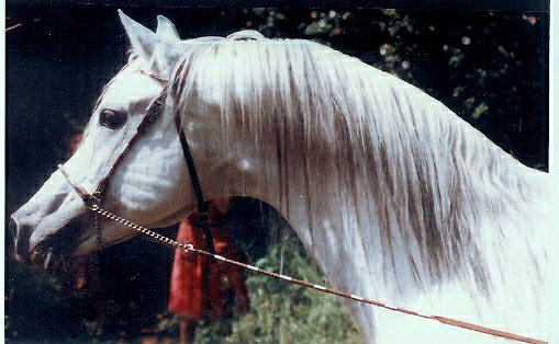 Madkour (Morafic x Maisa) 1964 Dahman Shahwan 