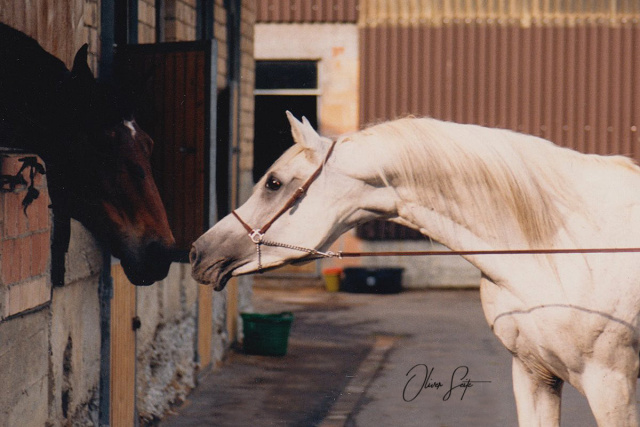 Madkour (Morafic x Maisa) 1964 Dahman Shahwan 