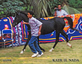 <b>Description: </b>Katr El Nada (Farazdac x Sara EAO) 1974 Hadbah Enzahiyah<br/>