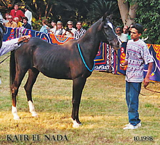 Katr El Nada (Farazdac x Sara EAO) 1974 Hadbah Enzahiyah