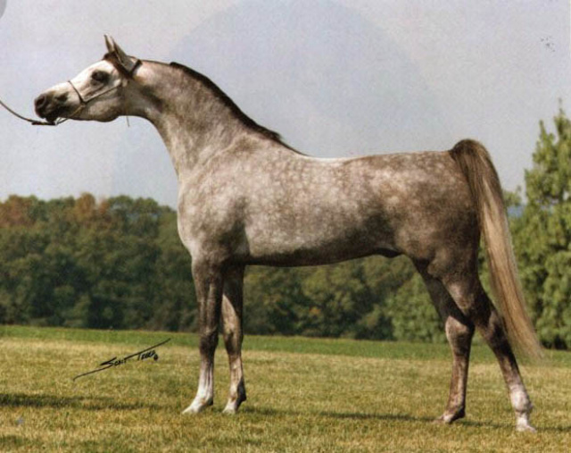 ORASHAN (Messaoud x Ora by Ibn Shaker)