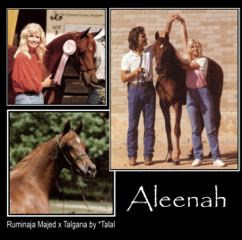 <b>Description: </b>ALEENAH (Ruminaja Majed x Talgana by *Talal)<br/>