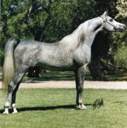 <b>Description: </b>ROYAL JALLIEL  (Ansata Imperial x *Pharrah by Farag)<br/>