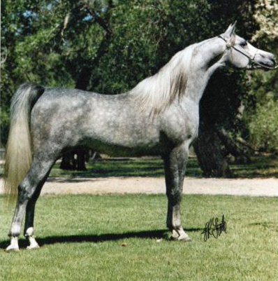 ROYAL JALLIEL  (Ansata Imperial x *Pharrah by Farag)