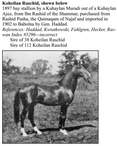 1897 bay Kuhaylan Ajuz stallion from Ibn Rashid fo the Shammar. Purchased from Rashid Pasha, the Qaimaqam of Najar, and imported in 1902 to Babolna by Gen. Haddad (Fadlalah).