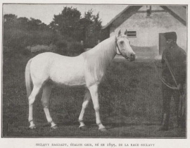 <b>Description: </b>Siglavy Bagdady (Syrian  Saqlawi x Syrian Saqlawiyah) 1895. Purchased from Hazaim Pasha in 1902 for Babolna by Gen. Haddad (Fadlalah).<br/>