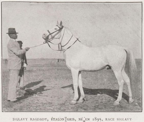 Siglavy Bagdady (Syrian  Saqlawi x Syrian Saqlawiyah) 1895. Purchased from Hazaim Pasha in 1902 for Babolna by Gen. Haddad (Fadlalah).