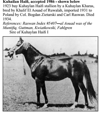 Kuhailan Haifi ( a Kuhailan Al Kharass x a Kuhaylah Haifiyah) 1923 Kuhailan Haifi. 