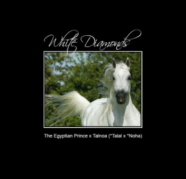 <b>Description: </b>WHITE DIAMONDS (The Egyptian Prince x Talnoa by *Talal)<br/>