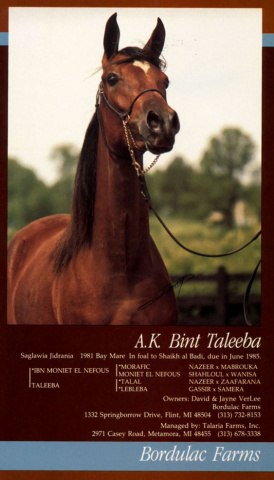 AK BINT TALEEBA (*Ibn Moniet El Nefous x Taleeba by *Talal)