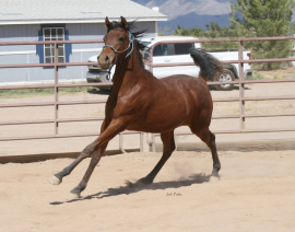 <b>Description: </b>Tia Al Abbasiyah (Ahsen El Serag x EB Tariya) 2020 Bay filly  Photo as a yearling<br/><b>Copyright: </b>Judi Parks photo  alabbasiyah11@gmail.com