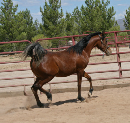 <b>Description: </b>Tia Al Abbasiyah (Ahsen El Serag x EB Tariya) 2020 Bay filly  Photo as a yearling<br/><b>Copyright: </b>Judi Parks photo  alabbasiyah11@gmail.com