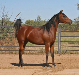 <b>Description: </b>Tia Al Abbasiyah (Ahsen El Serag x EB Tariya) 2020 Bay filly  Photo as a 2 year old<br/><b>Copyright: </b>Judi Parks photo  alabbasiyah11@gmail.com