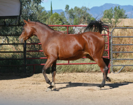 <b>Description: </b>Tia Al Abbasiyah (Ahsen El Serag x EB Tariya) 2020 Bay filly  Photo as a 2 year old<br/><b>Copyright: </b>Judi Parks photo  alabbasiyah11@gmail.com