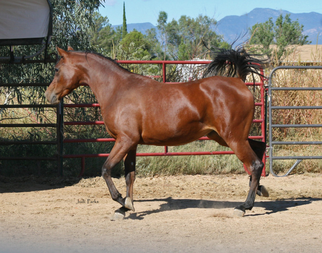 Tia Al Abbasiyah (Ahsen El Serag x EB Tariya) 2020 Bay filly  Photo as a 2 year old