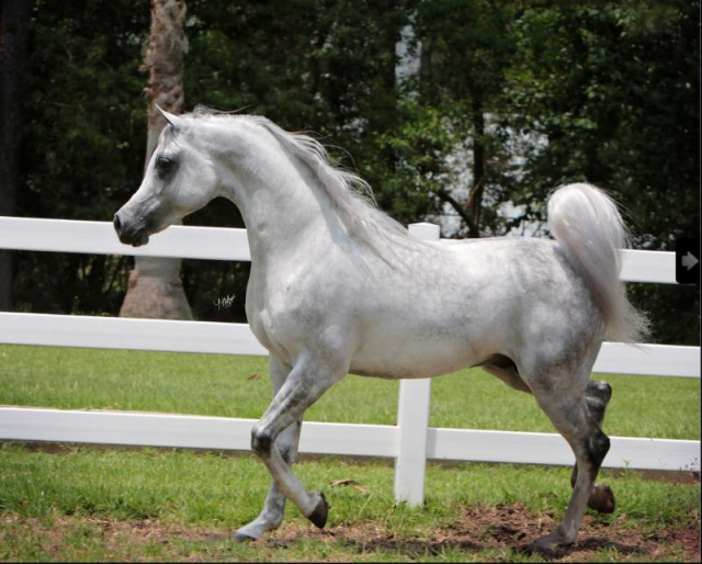 DESHA WAHIID (Laheeb Al Nasser x Alfabia Salaa by Adnan)