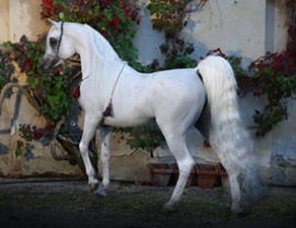 <b>Description: </b>AL AYAL AA (Al Ayad x The Vistion HG by Thee Desperado)<br/><b>Copyright: </b>Ariela Arabians