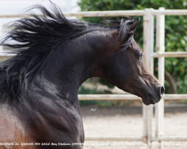 <b>Description: </b>Bashar Al Kamar MH (Imperial Al Kamar x Binte Aziza MH)<br/><b>Copyright: </b>Christine Emmert