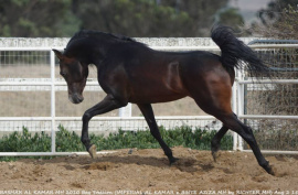 <b>Description: </b>Bashar Al Kamar MH (Imperial Al Kamar x Binte Aziza MH)<br/><b>Copyright: </b>Christine Emmert