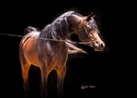 <b>Description: </b>Bashar Al Kamar MH (Imperial Al Kamar x Binte Aziza MH)<br/><b>Copyright: </b>Jennifer Ogden