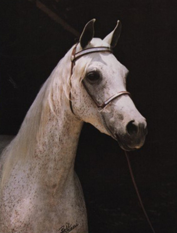 ROYAL GEMM (Mohssen x *Hekmat by Antar)